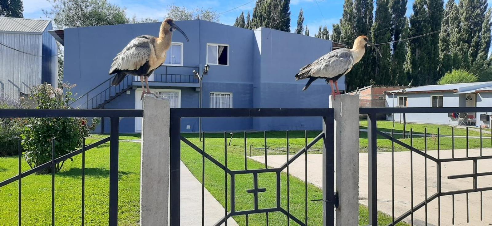 Apartmán Departamentos Mawer El Calafate Exteriér fotografie